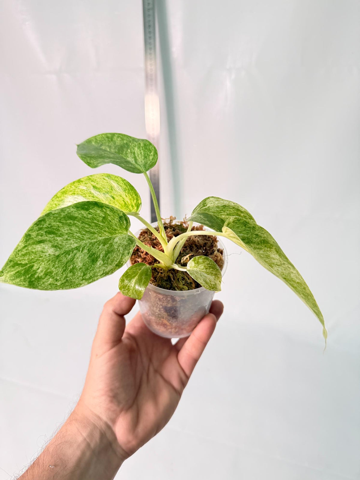 Philodendron Giganteum Variegata 3