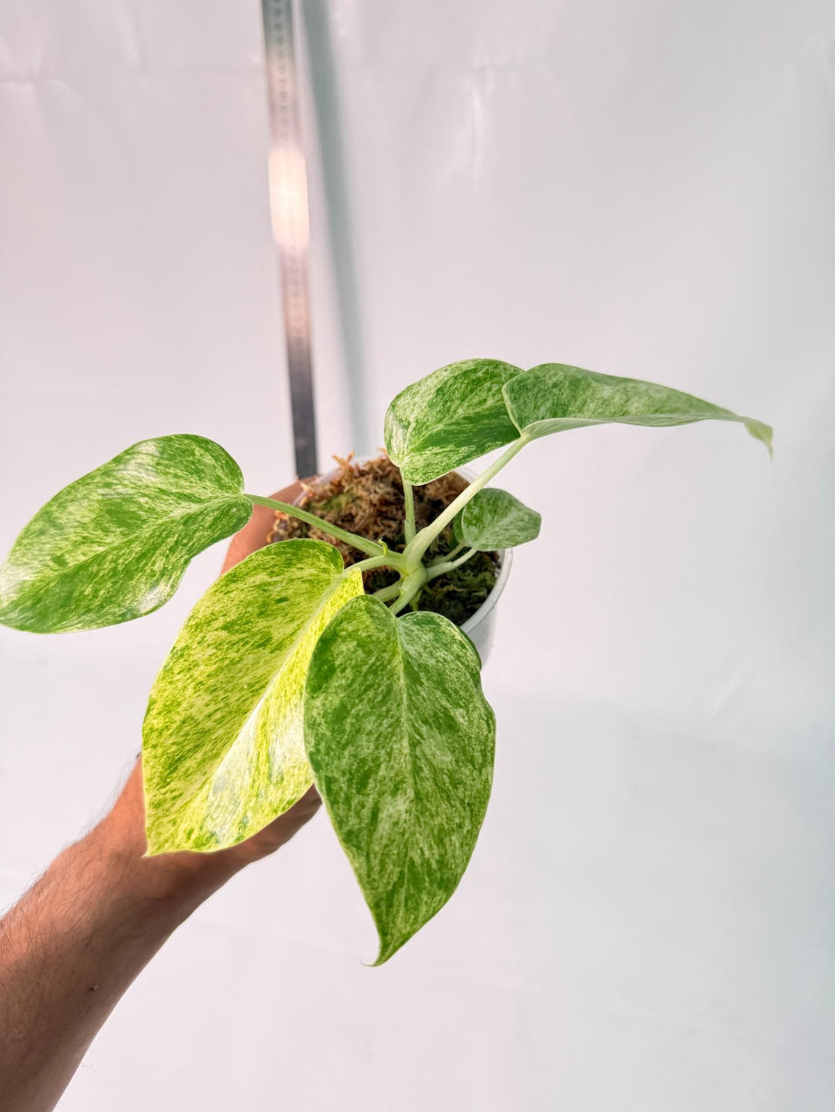 Philodendron Giganteum Variegata 9