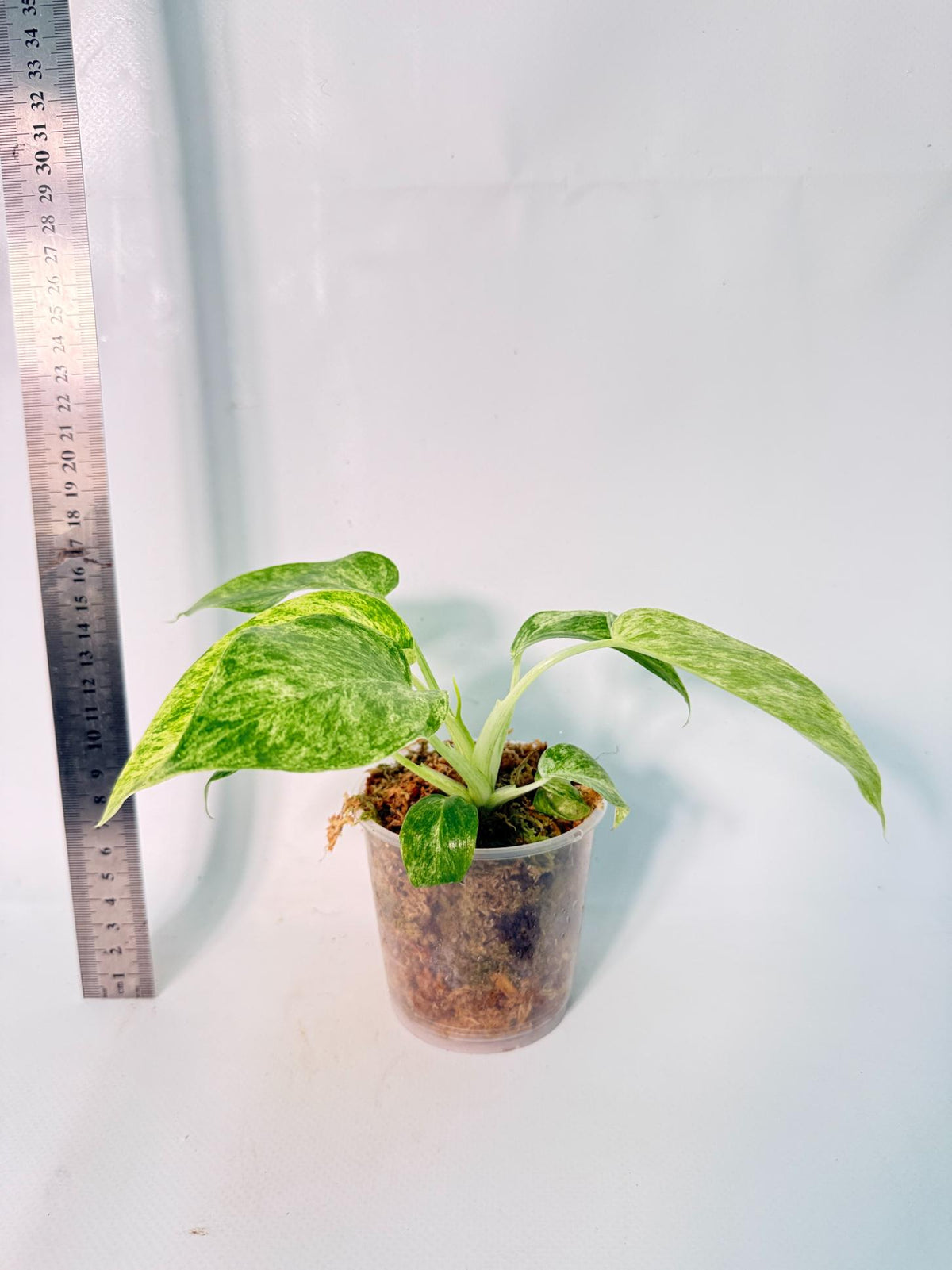 Philodendron Giganteum Variegata 5