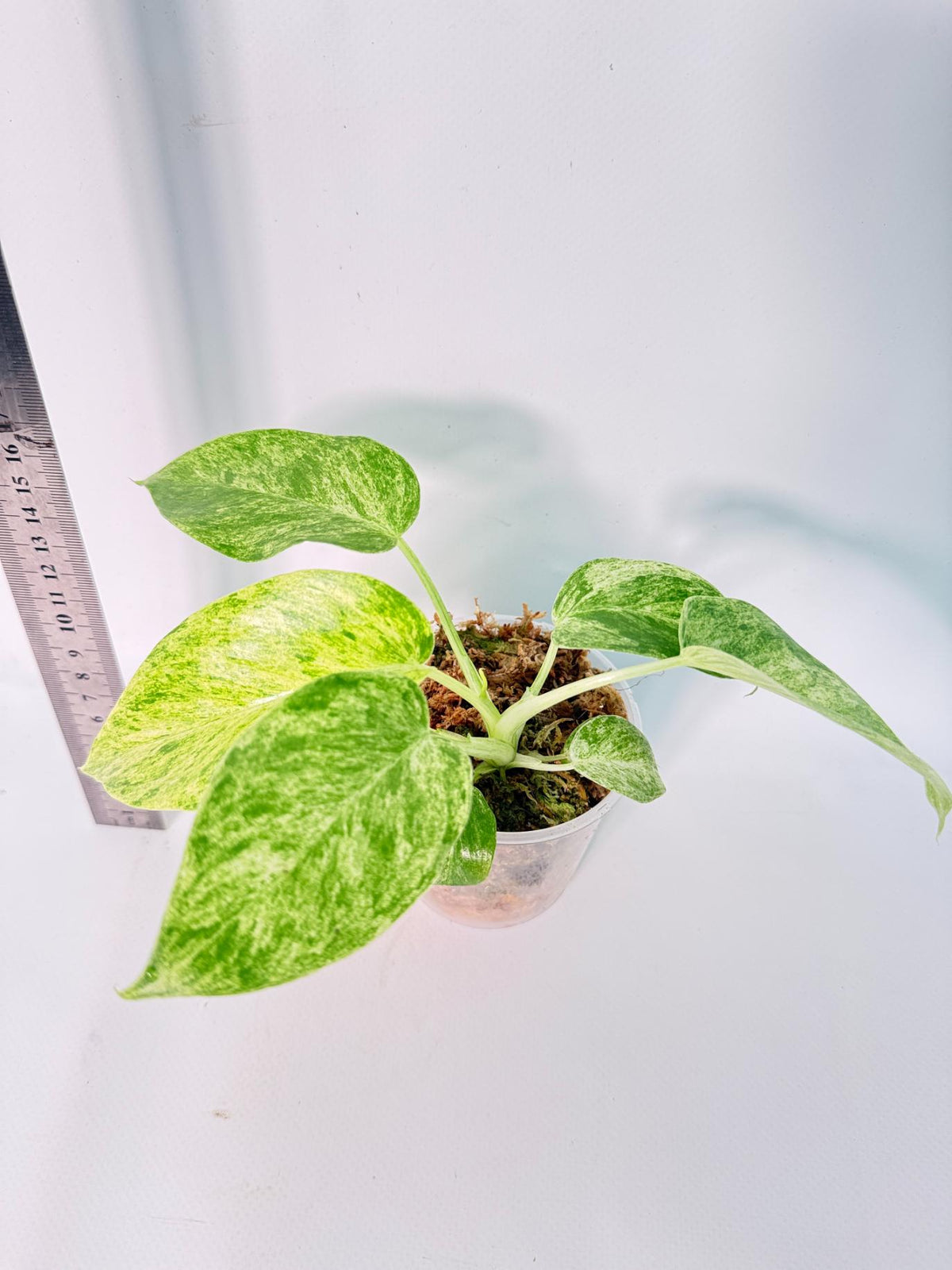 Philodendron Giganteum Variegata 6
