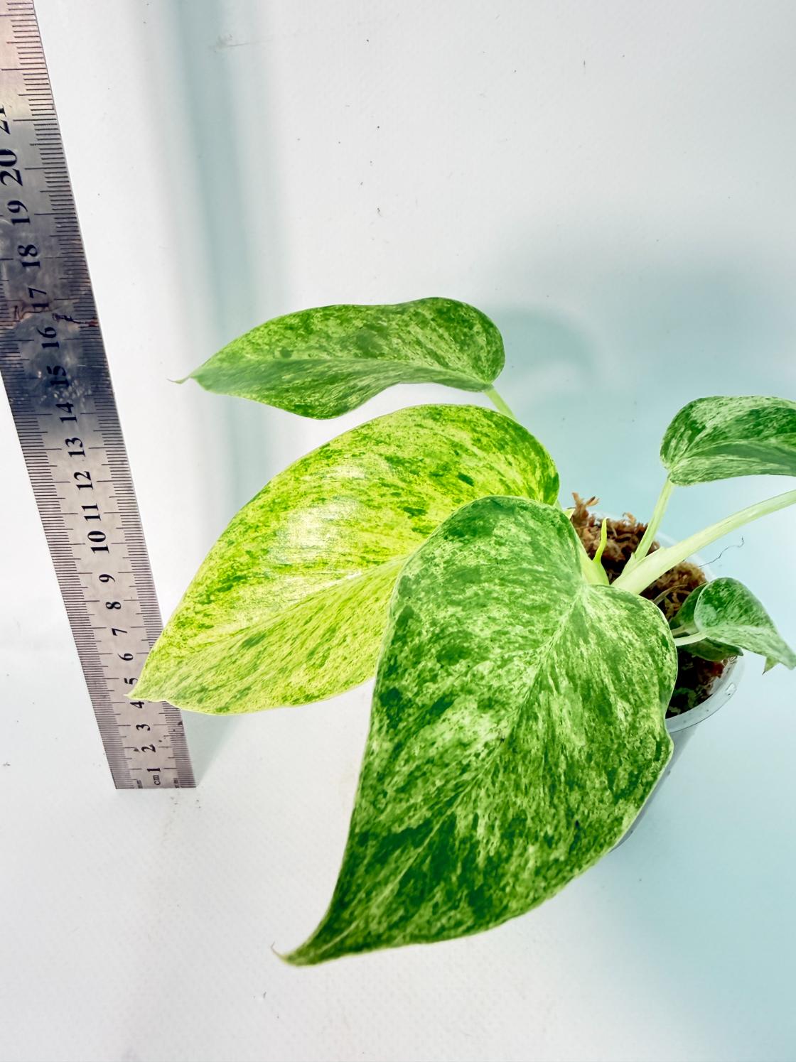 Philodendron Giganteum Variegata 4