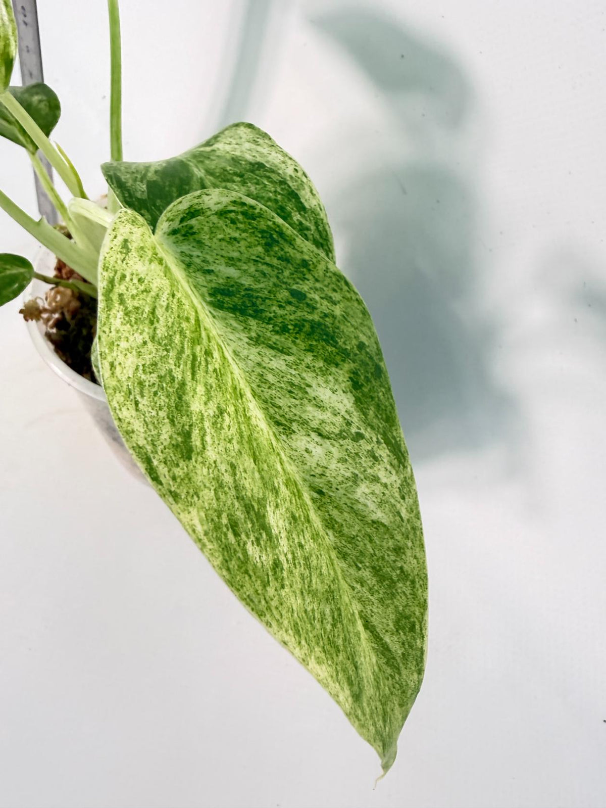 Philodendron Giganteum Variegata 7