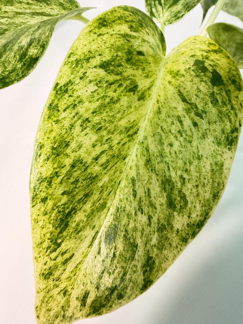 Philodendron Giganteum Variegata 2