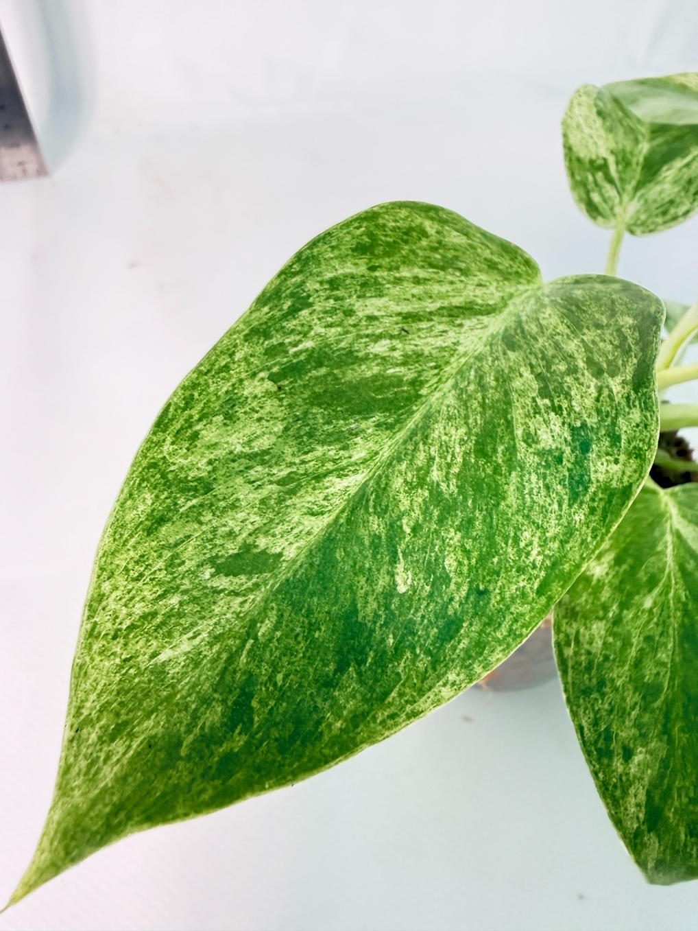 Philodendron Giganteum Variegata 8