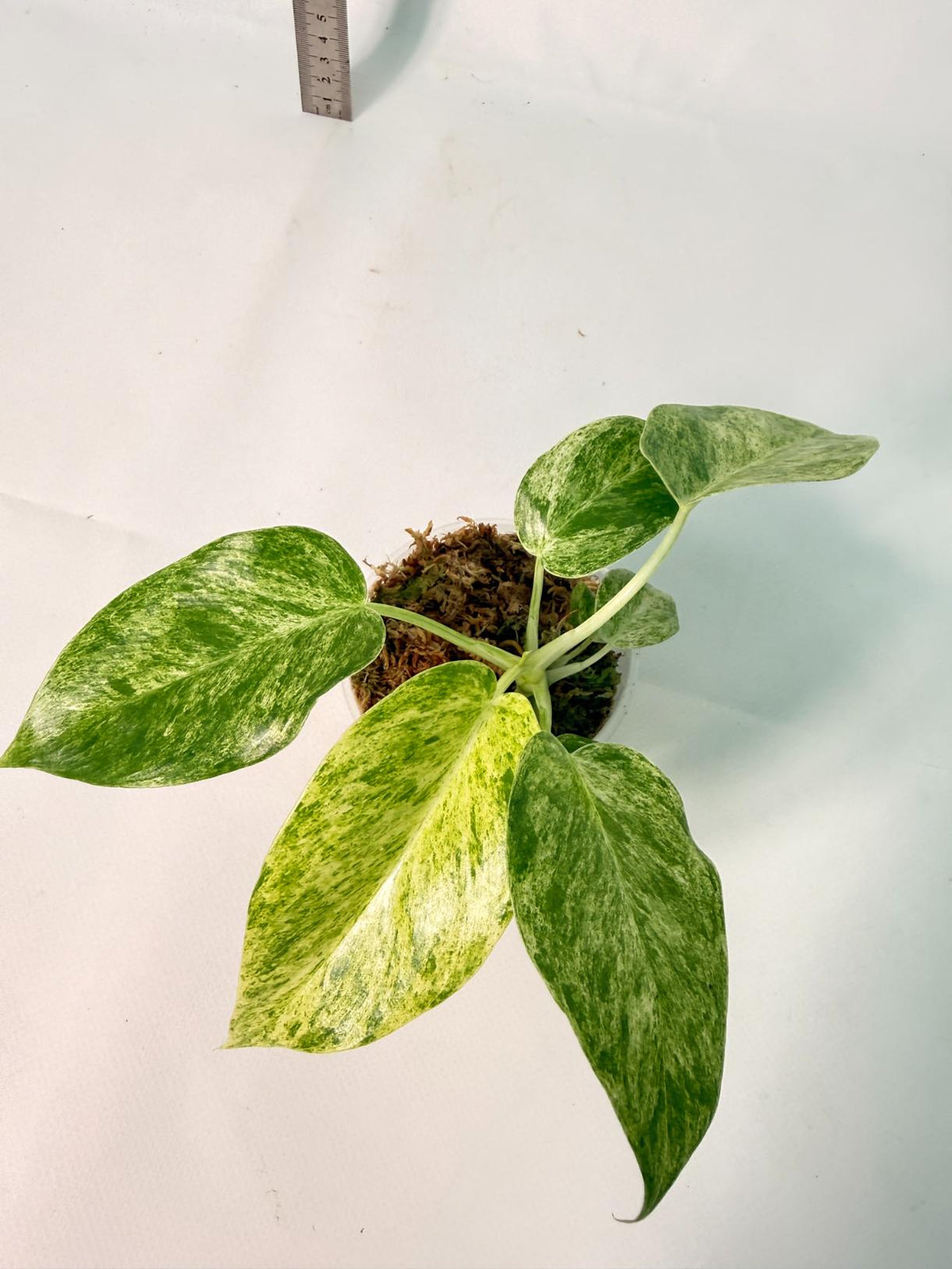 Philodendron Giganteum Variegata 1