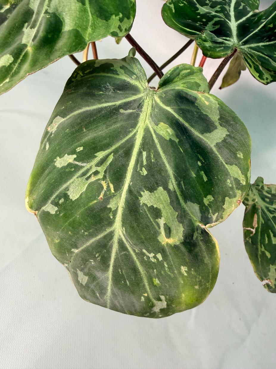 Philodendron Gloriosum Variegata 08