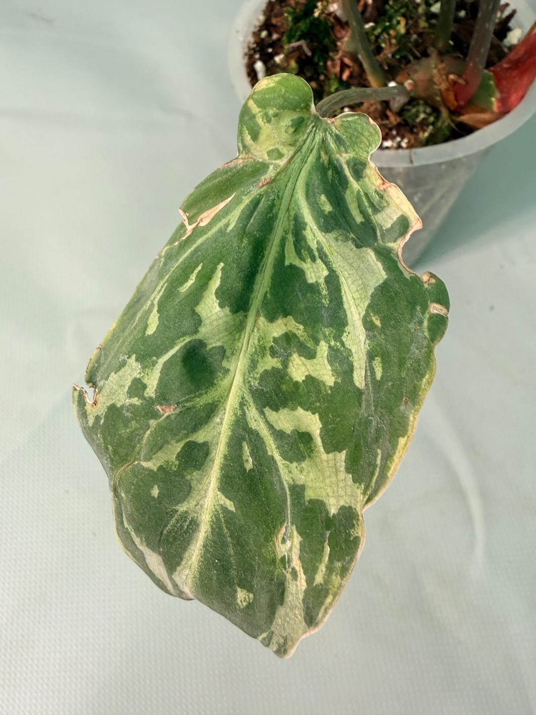 Philodendron Gloriosum Variegata 09