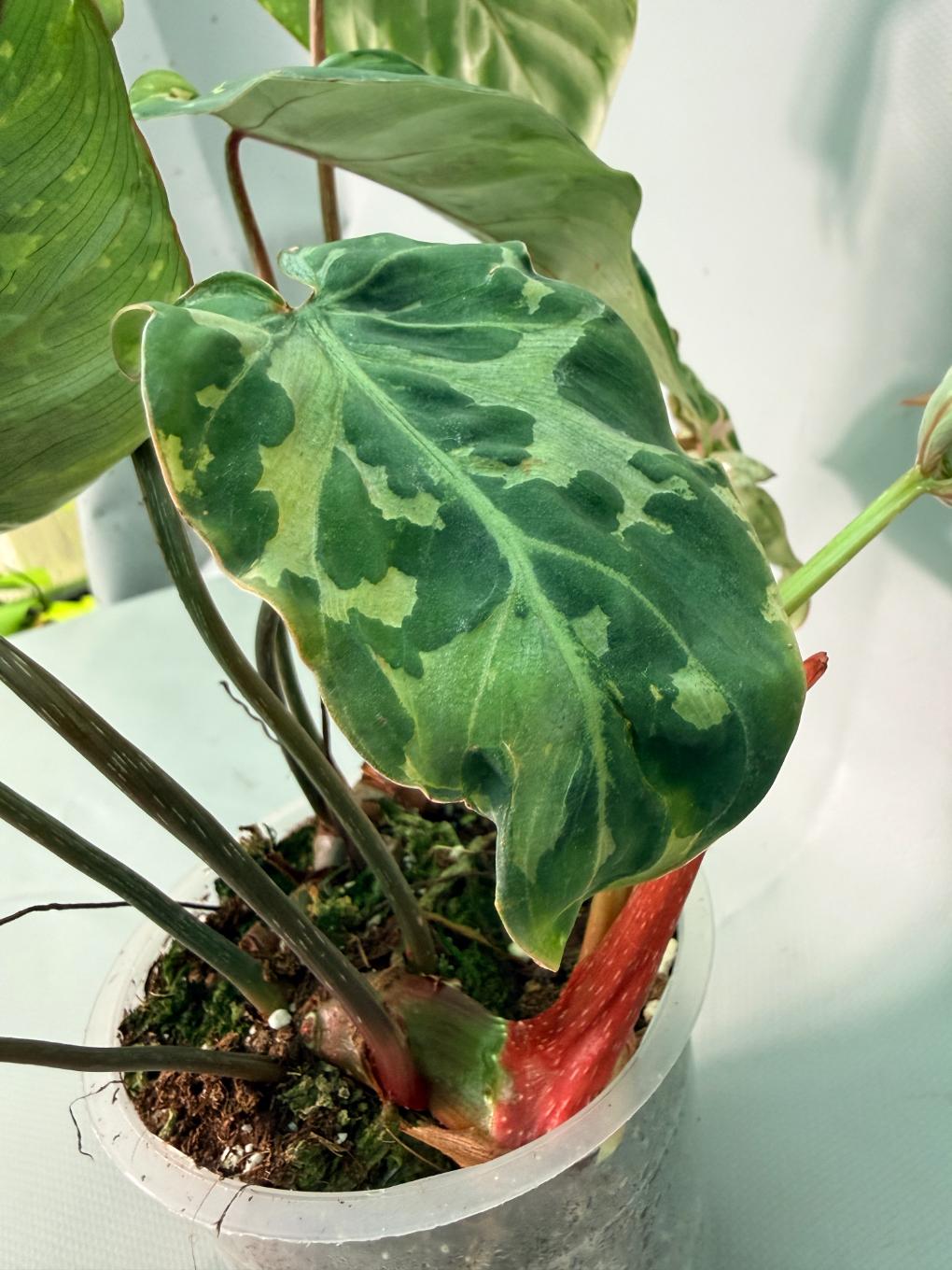 Philodendron Gloriosum Variegata 10