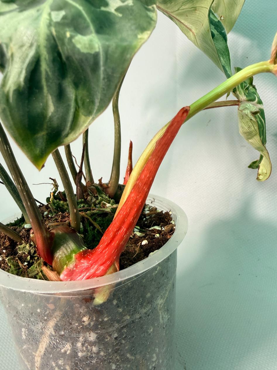 Philodendron Gloriosum Variegata 11