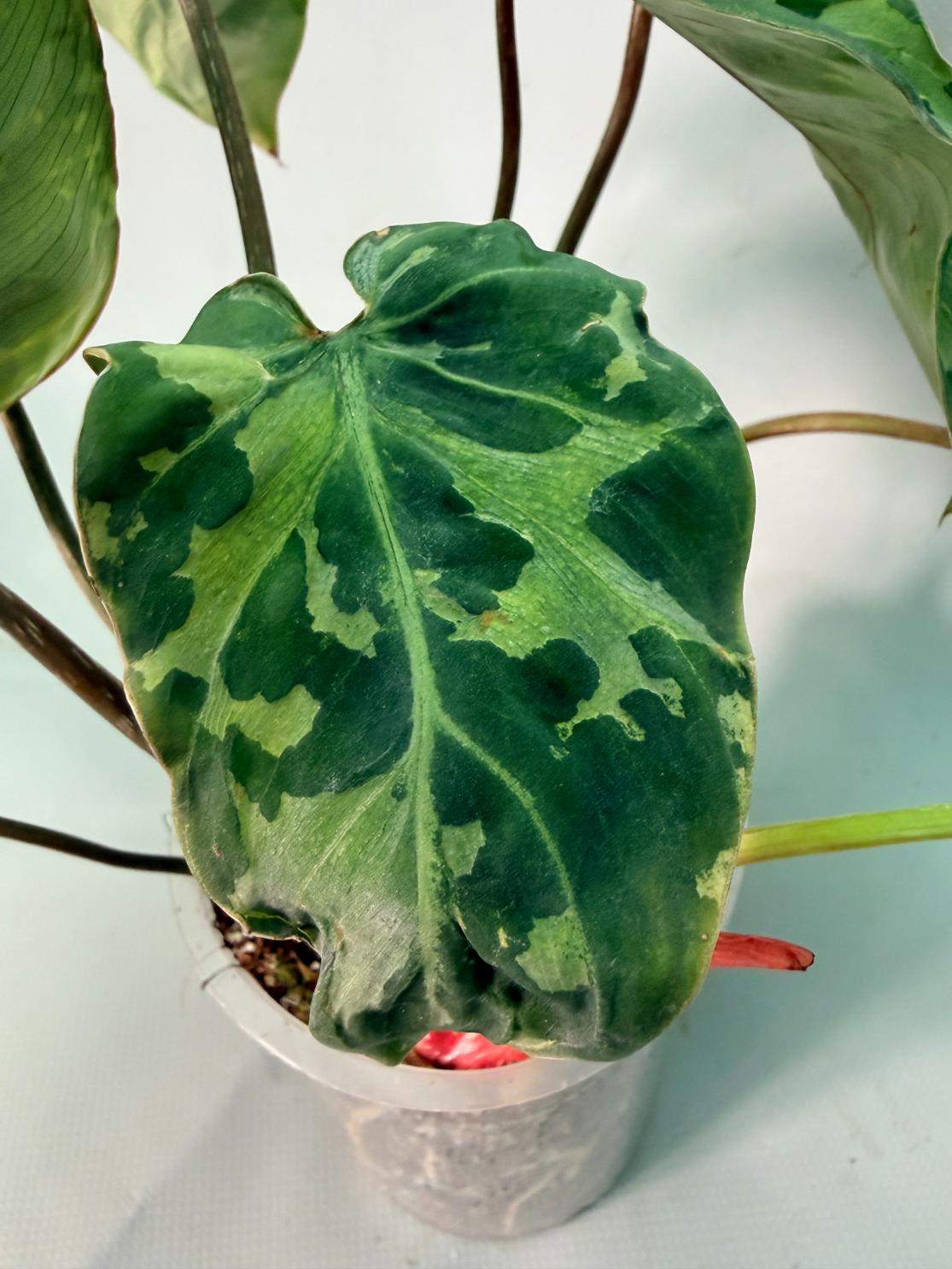 Philodendron Gloriosum Variegata 12