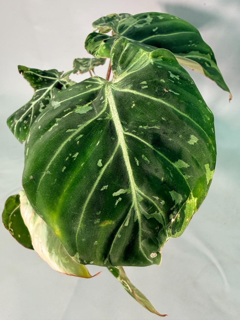 Philodendron Gloriosum Variegata 03