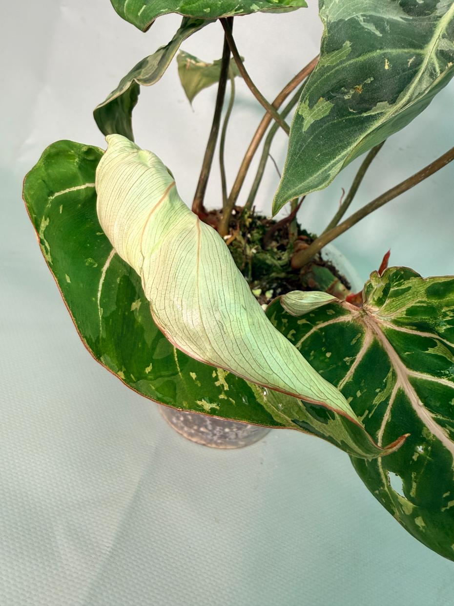 Philodendron Gloriosum Variegata 04