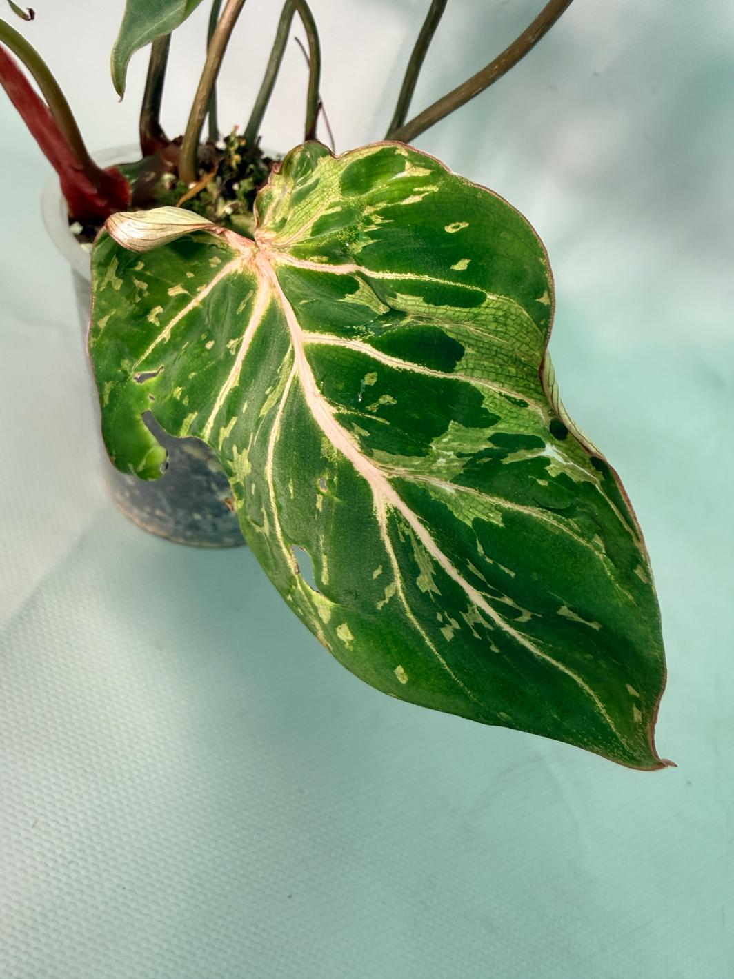 Philodendron Gloriosum Variegata 05