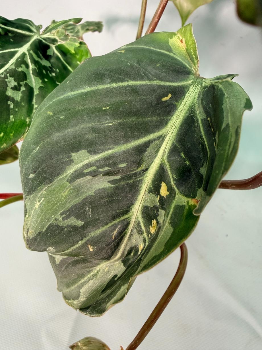 Philodendron Gloriosum Variegata 06
