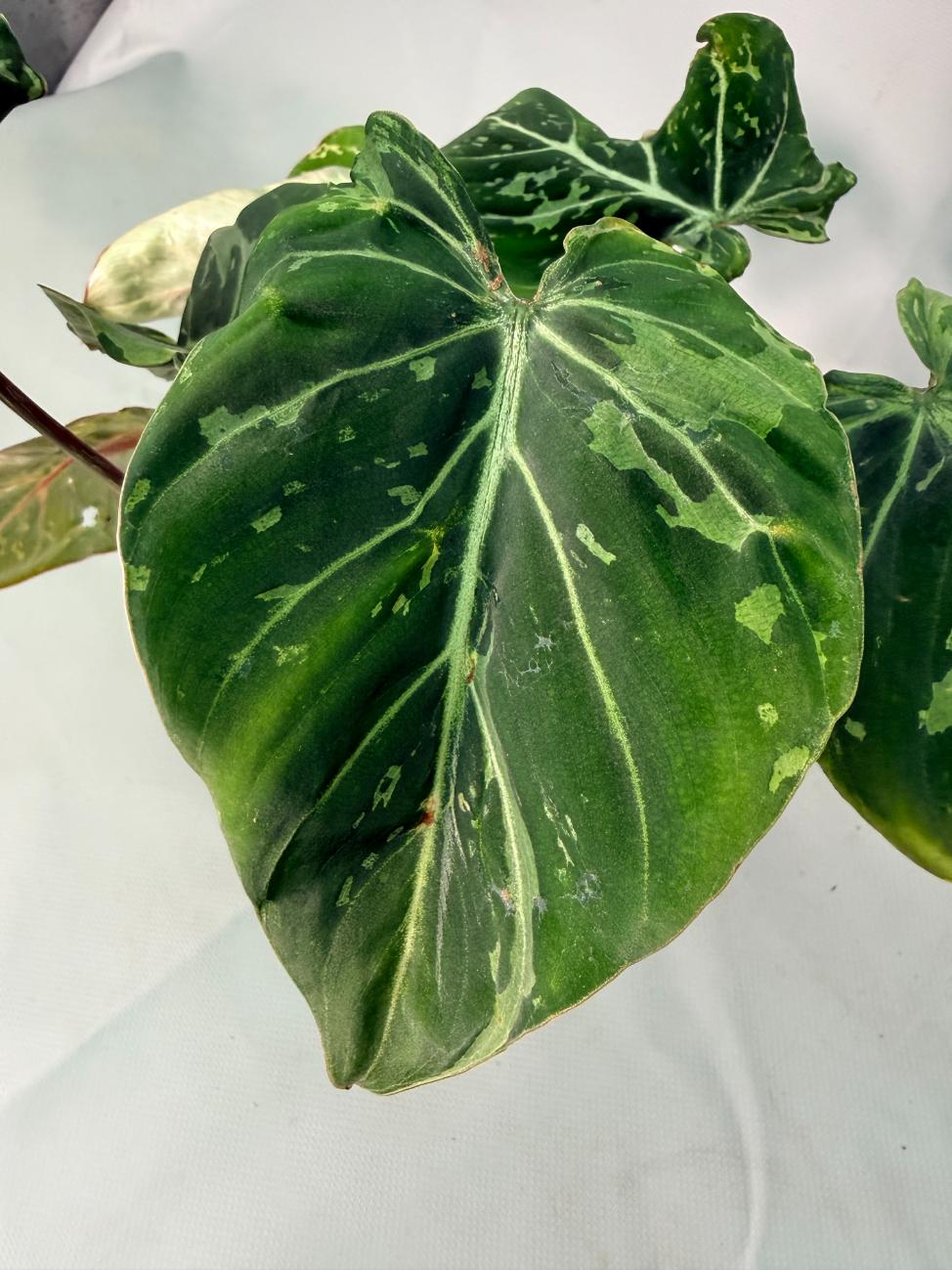 Philodendron Gloriosum Variegata 07