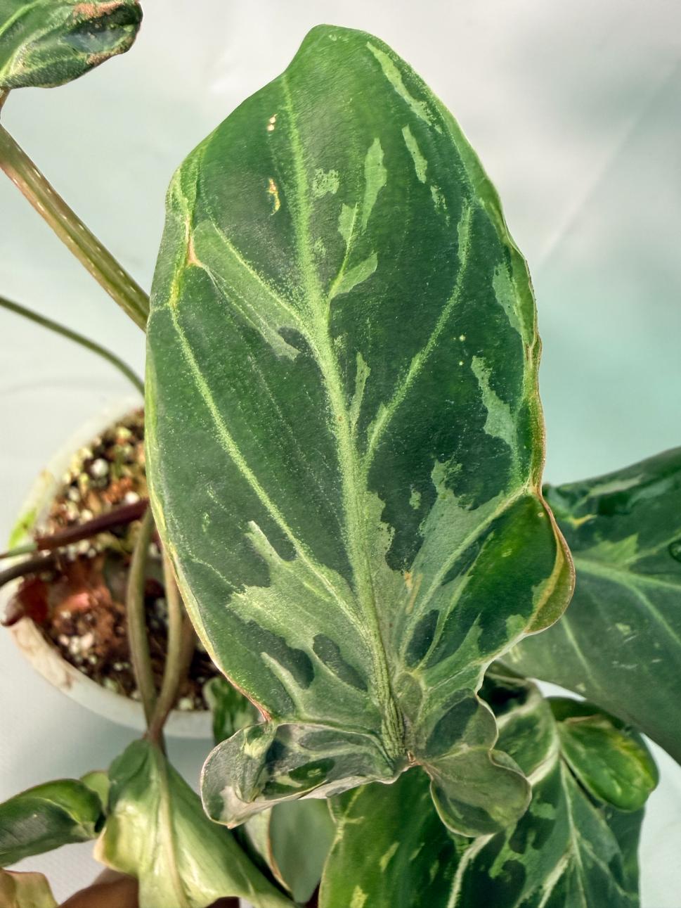 Philodendron Gloriosum Variegata 08