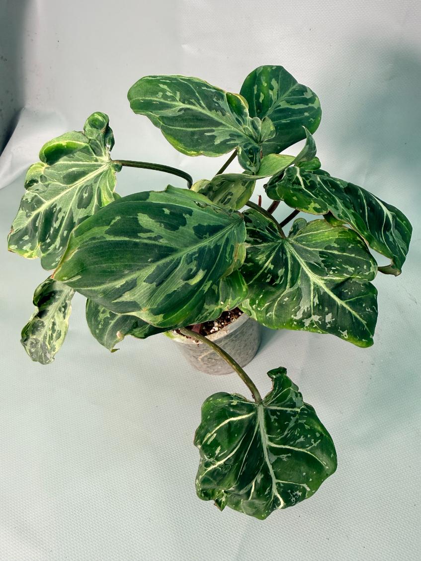 Philodendron Gloriosum Variegata 09
