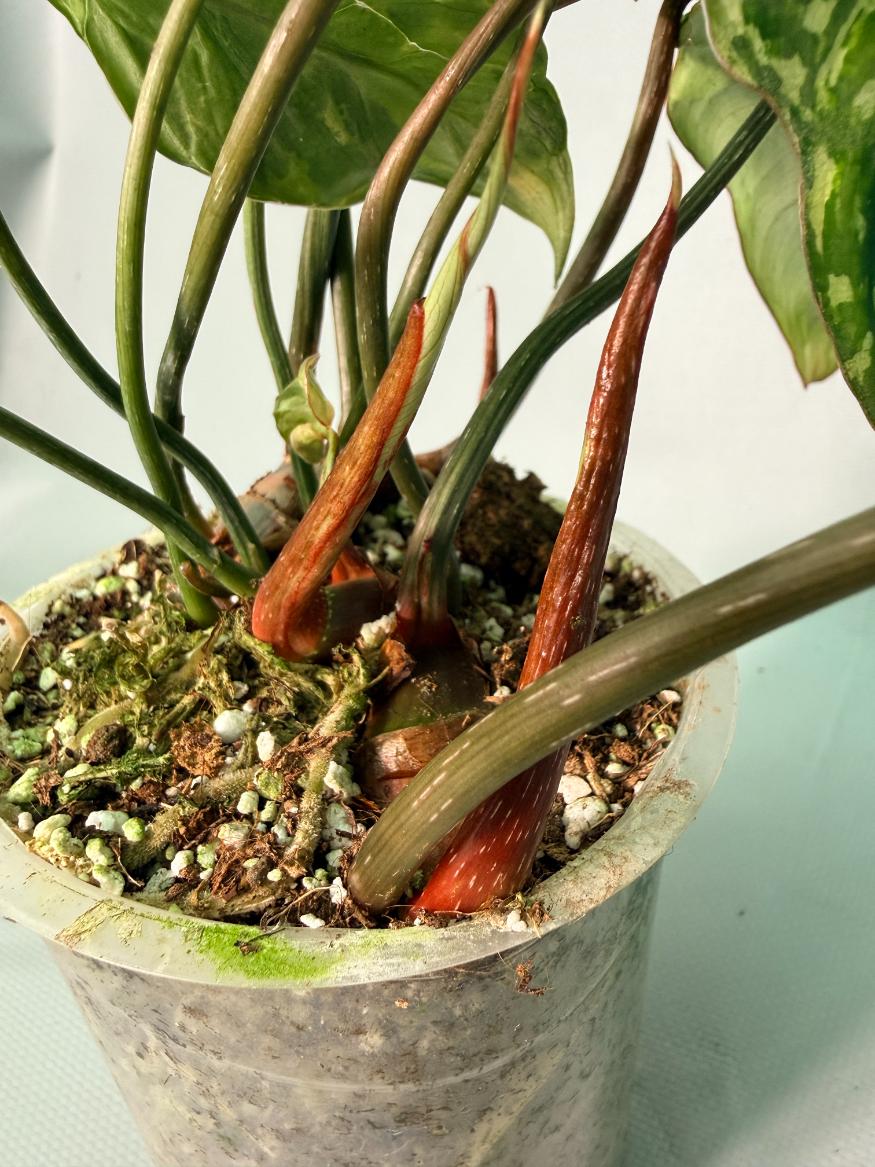 Philodendron Gloriosum Variegata 10