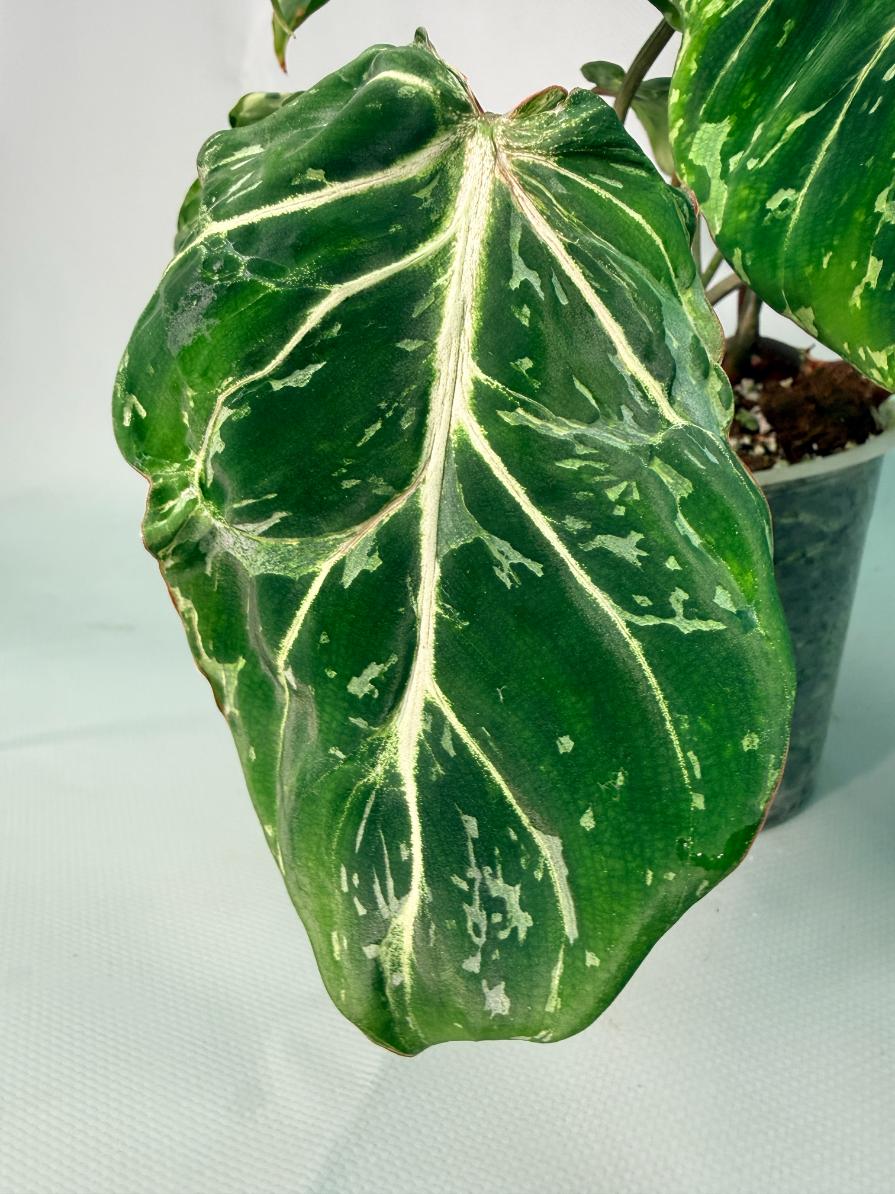 Philodendron Gloriosum Variegata 03