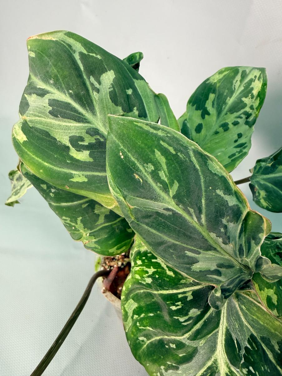 Philodendron Gloriosum Variegata 04