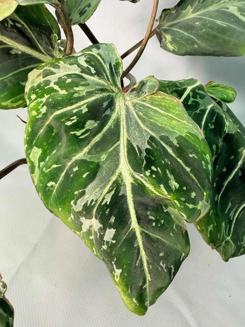 Philodendron Gloriosum Variegata 05