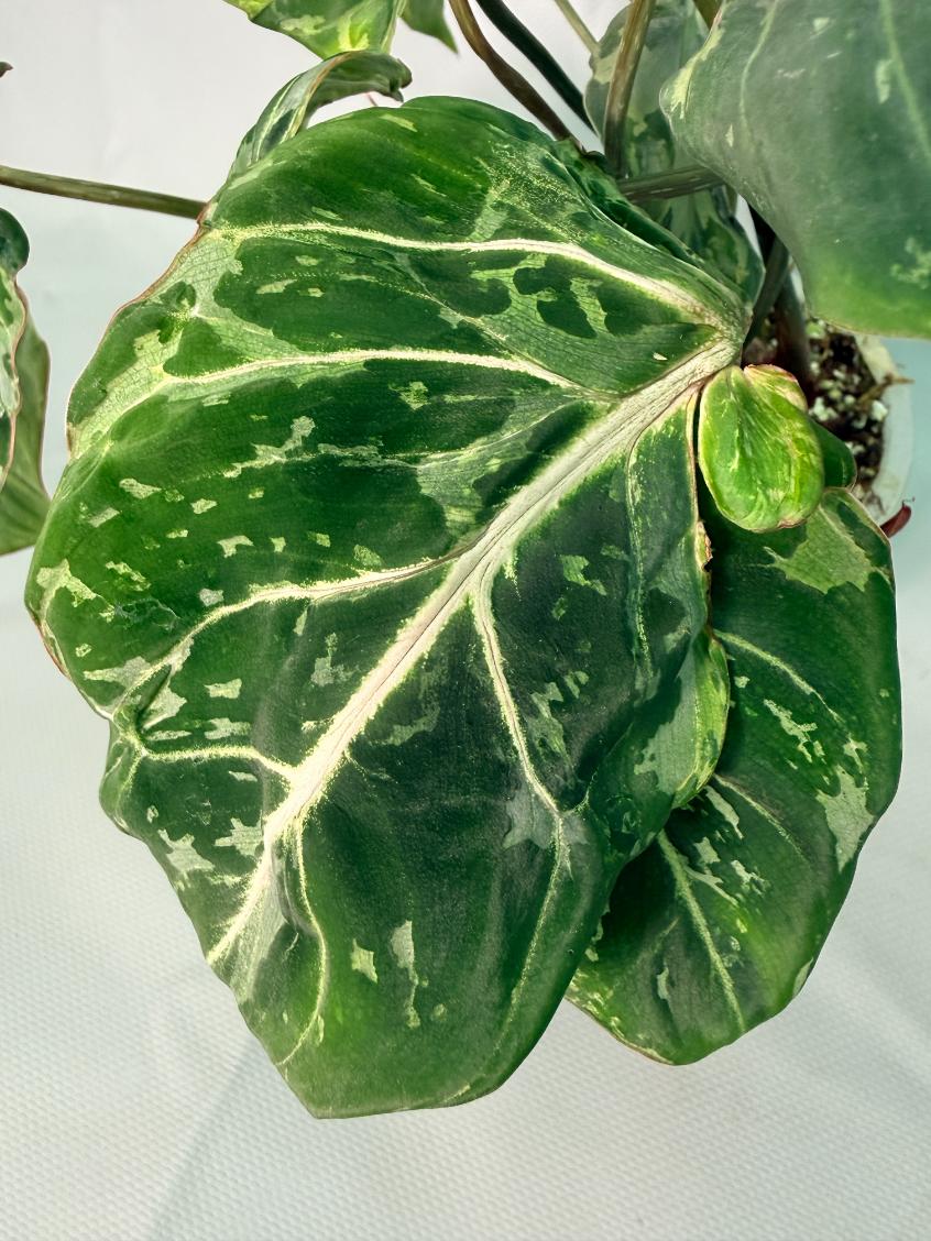 Philodendron Gloriosum Variegata 06