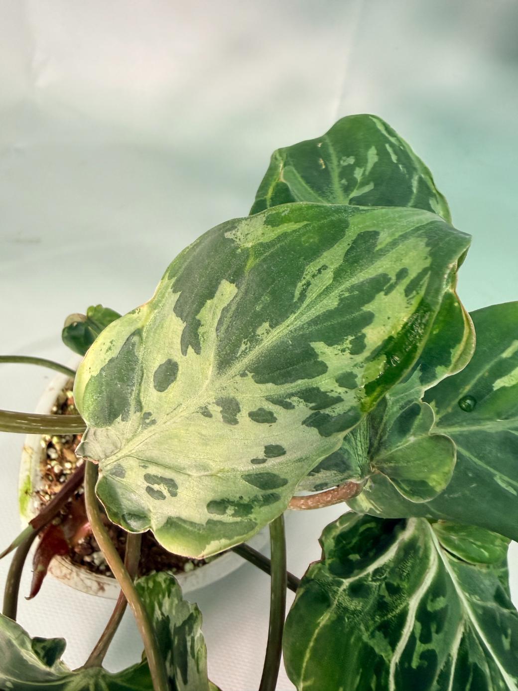 Philodendron Gloriosum Variegata 07