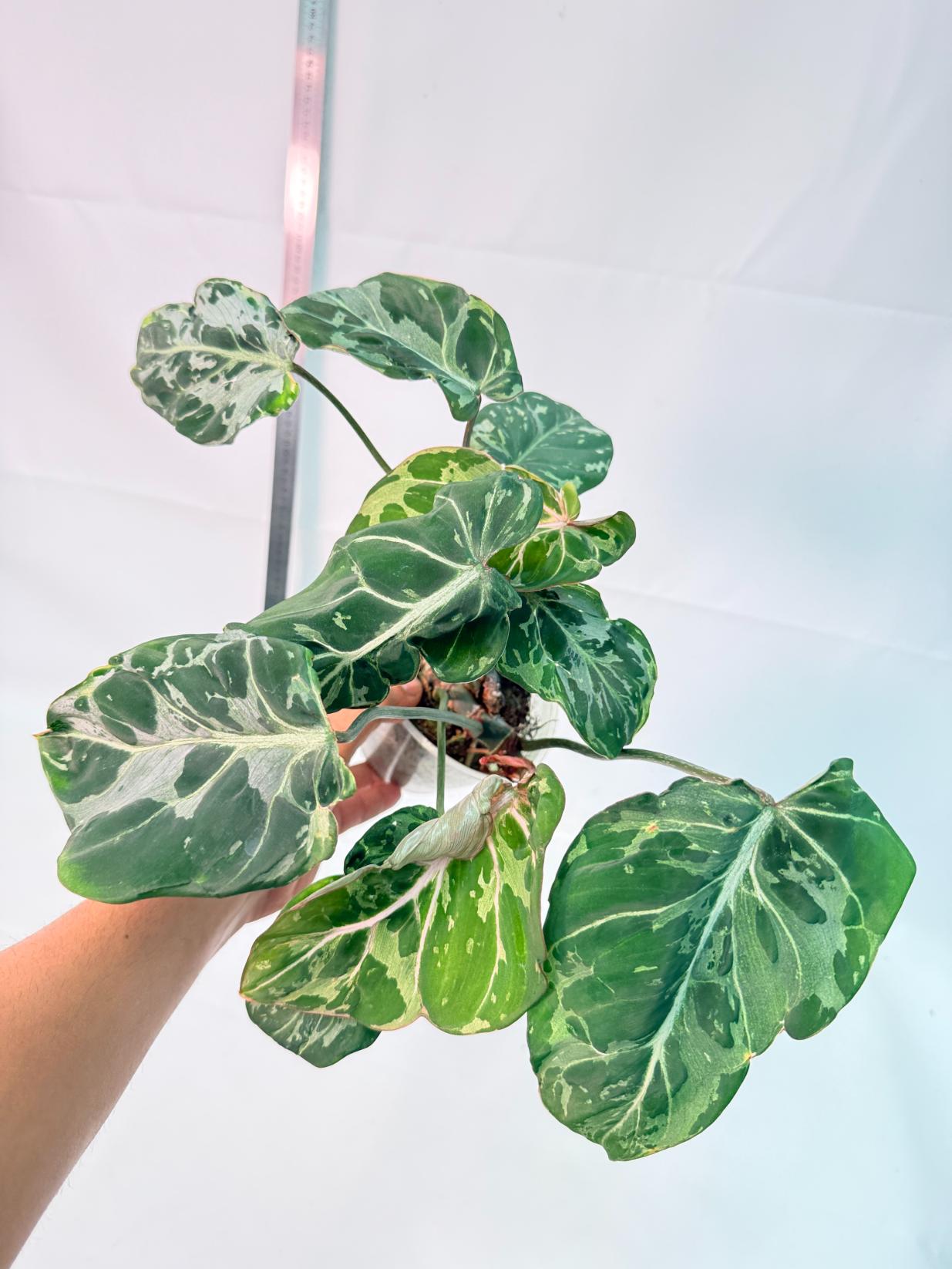 Philodendron Gloriosum Variegata  9