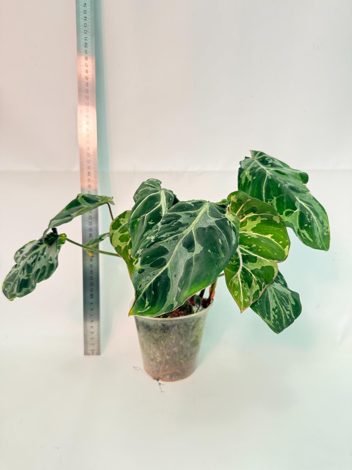 Philodendron Gloriosum Variegata  1