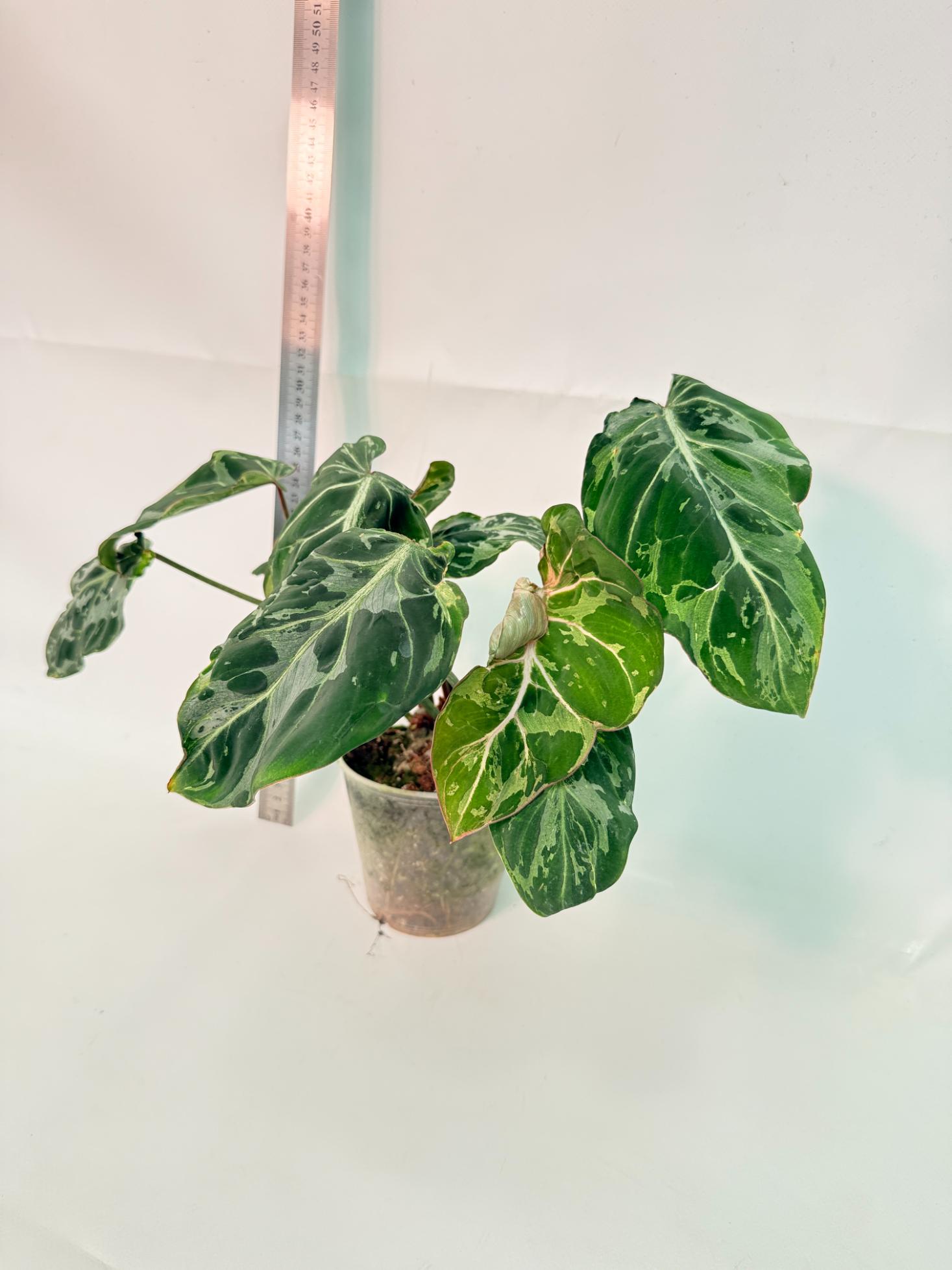 Philodendron Gloriosum Variegata  4