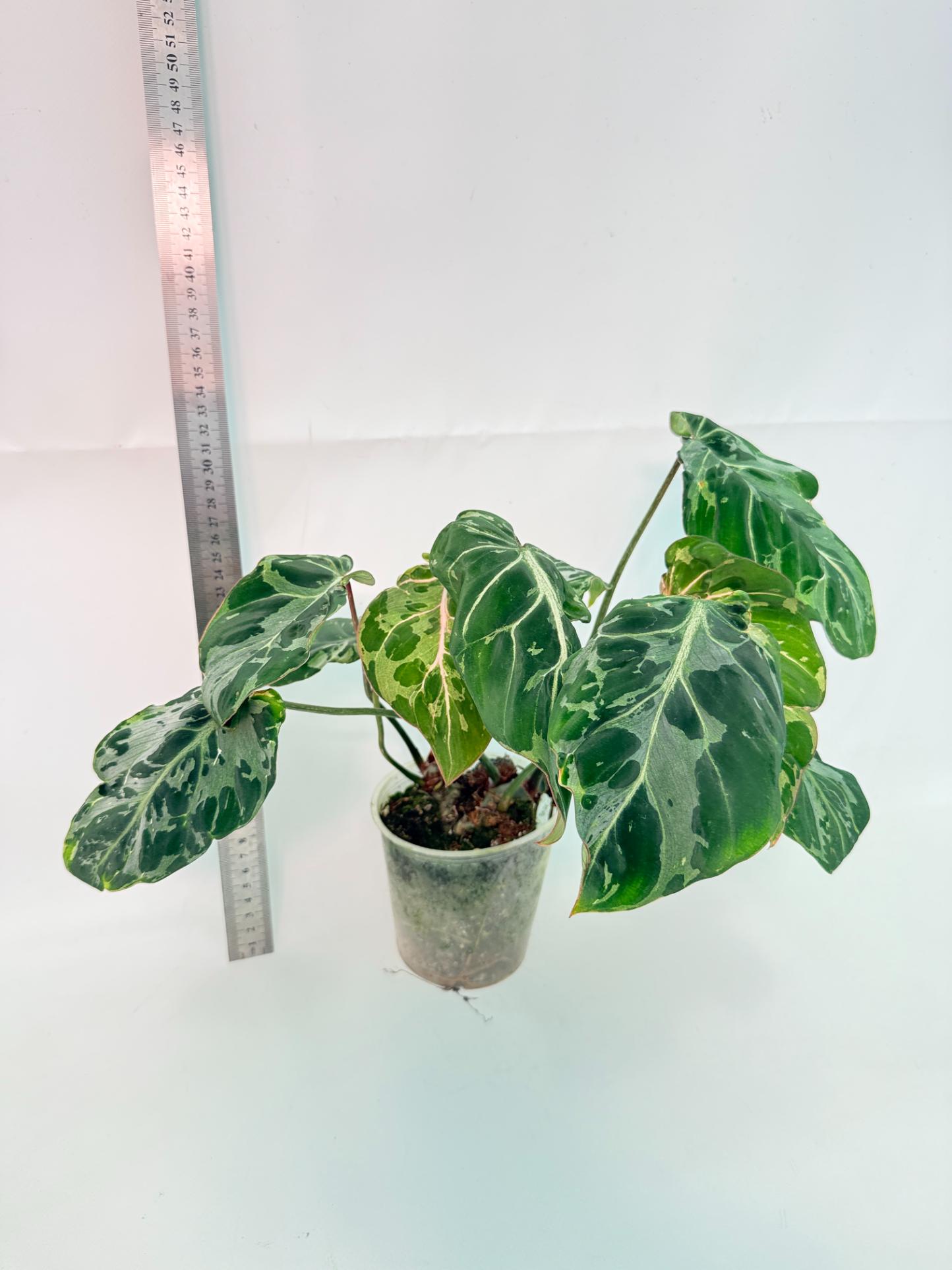 Philodendron Gloriosum Variegata  5
