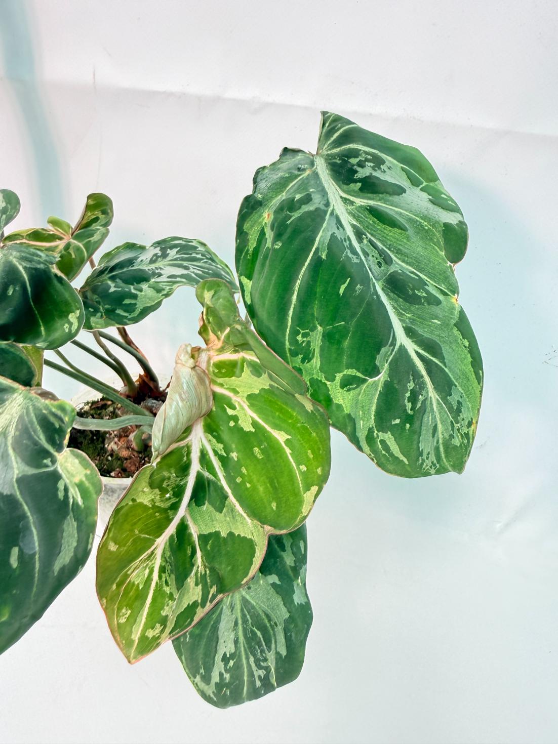 Philodendron Gloriosum Variegata  3