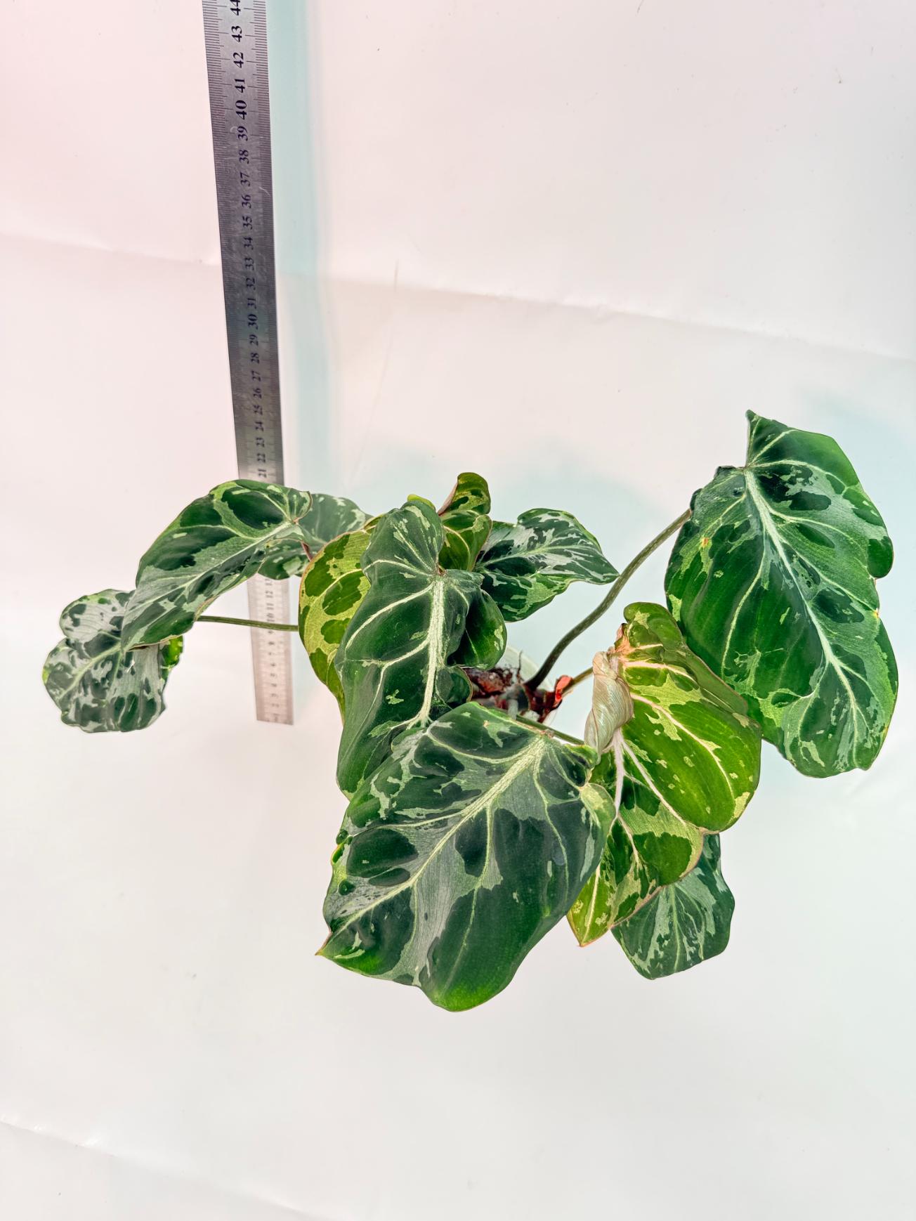 Philodendron Gloriosum Variegata  6