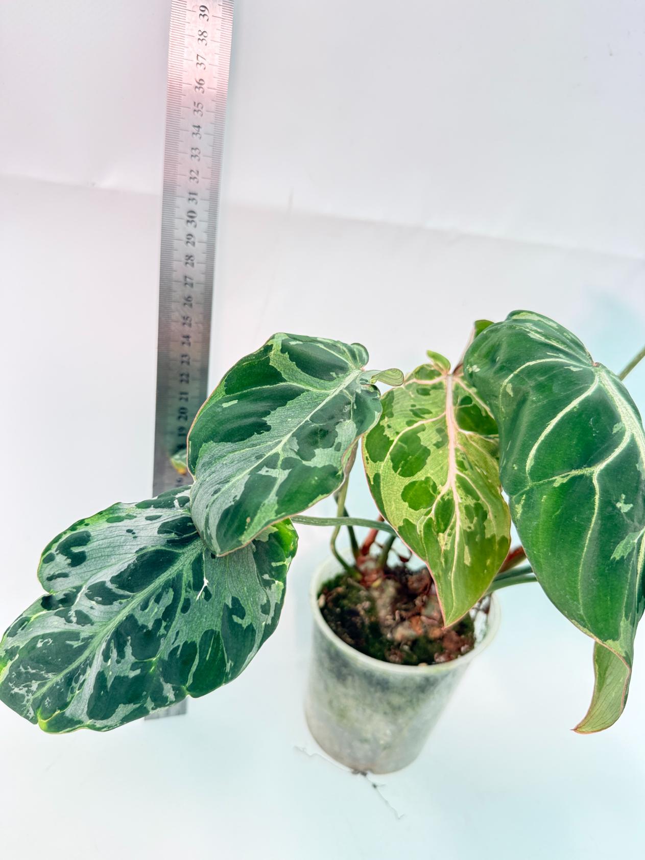 Philodendron Gloriosum Variegata  7