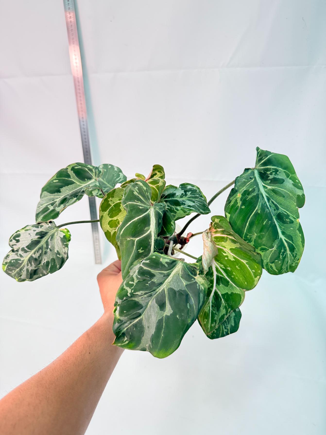 Philodendron Gloriosum Variegata  8