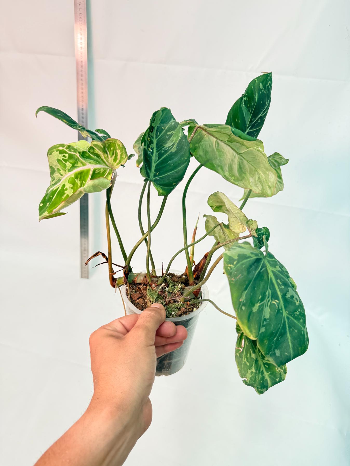 Philodendron Gloriosum Variegata 12