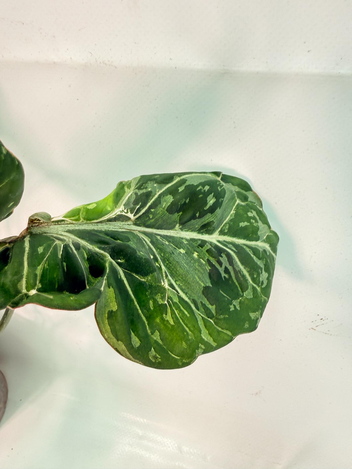 Philodendron Gloriosum Variegata 8