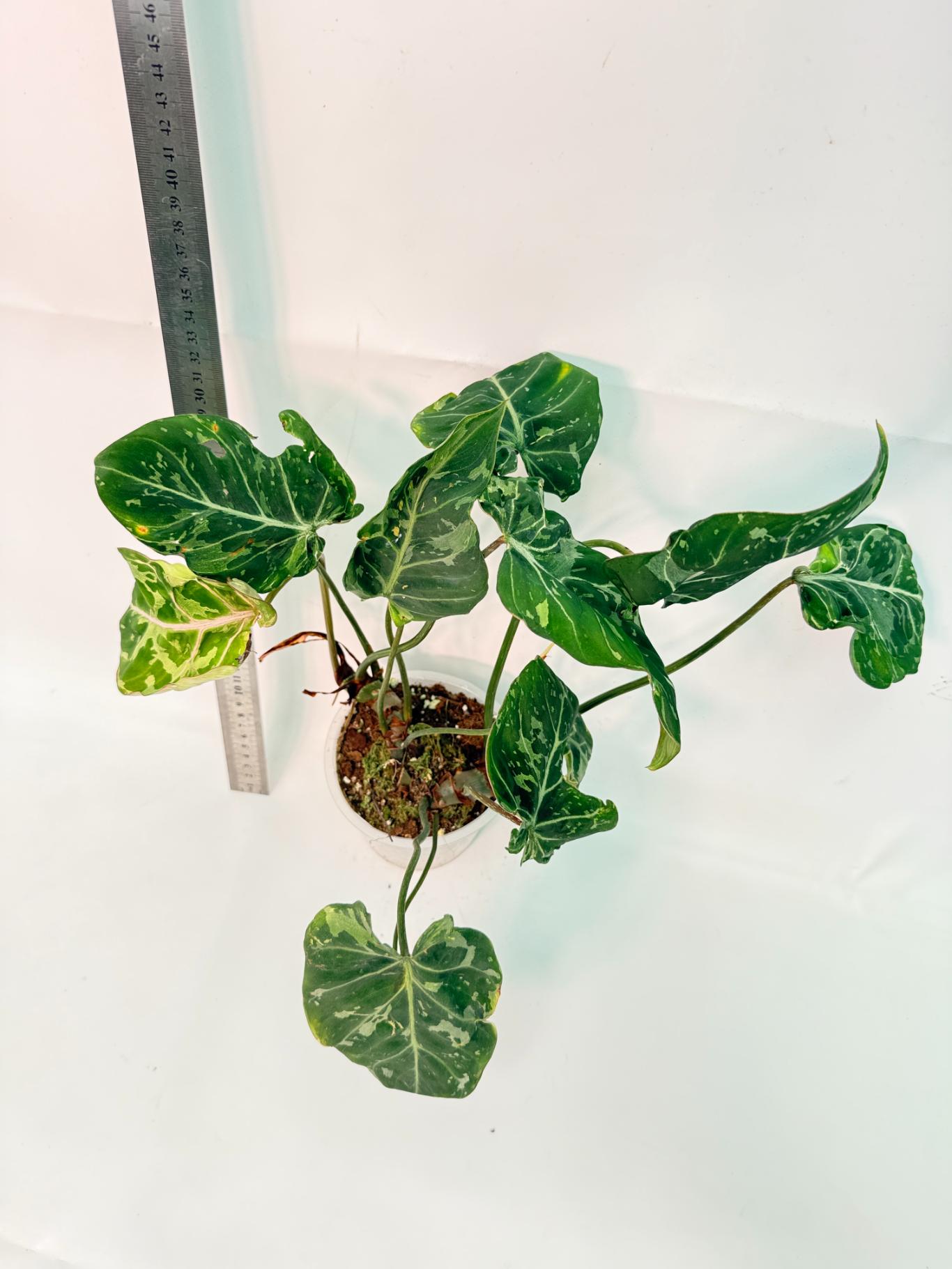 Philodendron Gloriosum Variegata 9