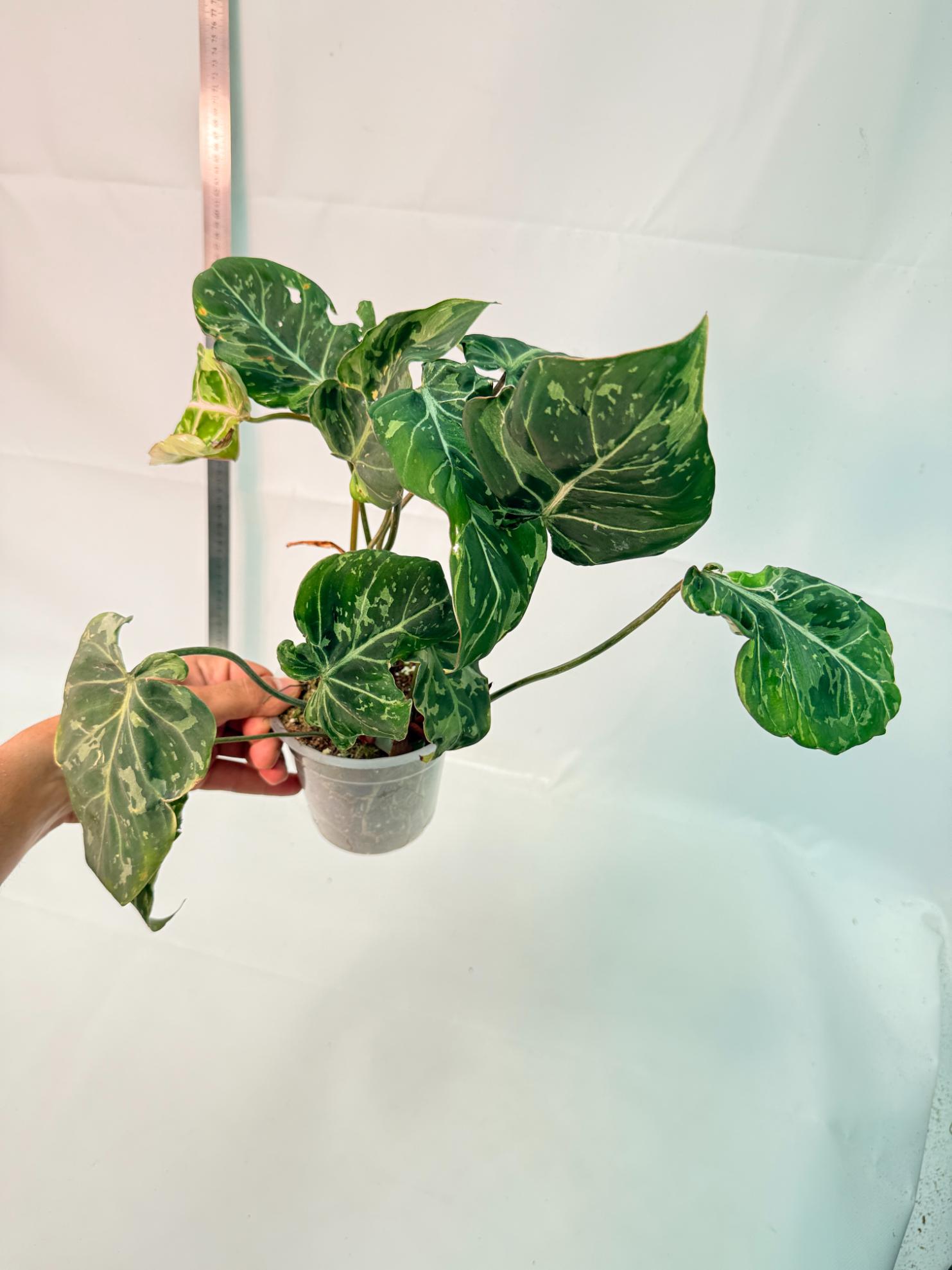 Philodendron Gloriosum Variegata 10