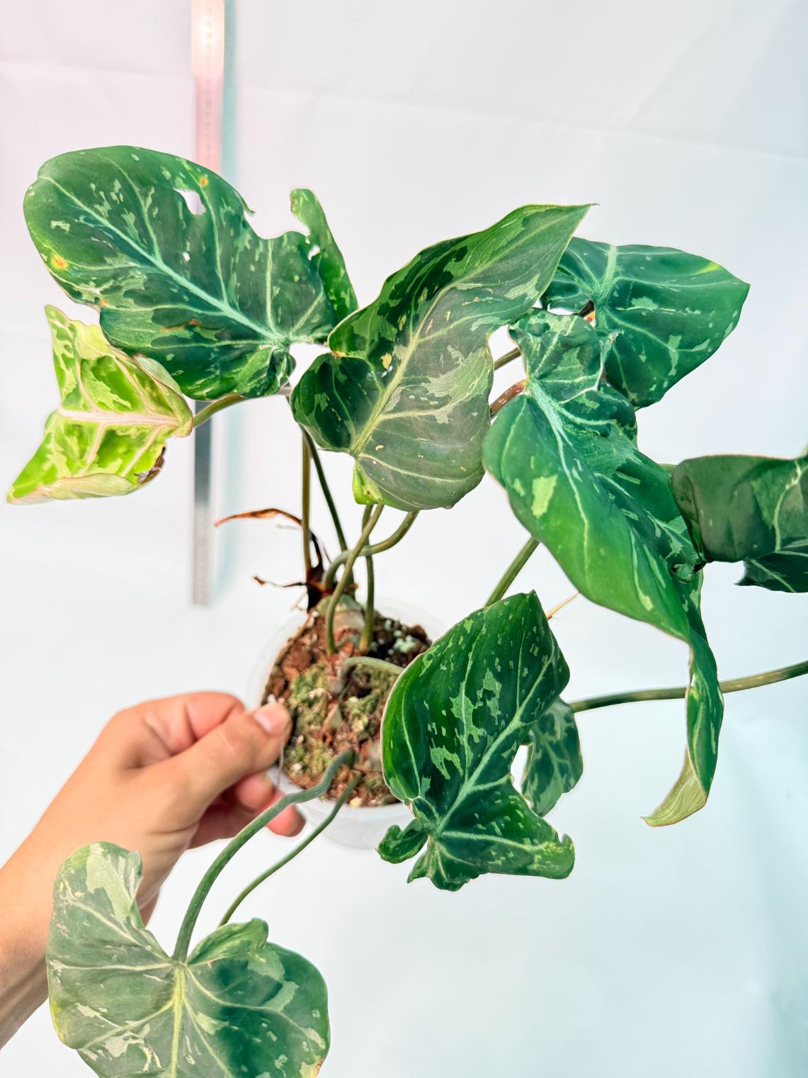Philodendron Gloriosum Variegata 11