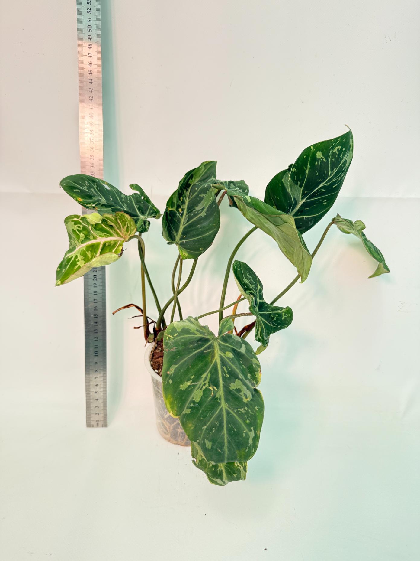 Philodendron Gloriosum Variegata 1