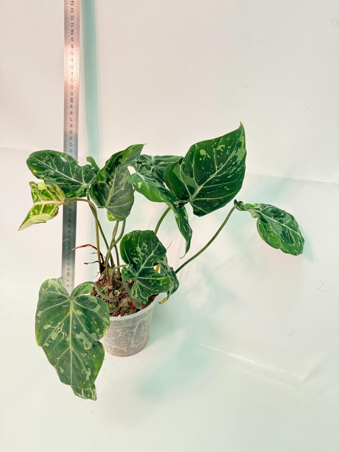 Philodendron Gloriosum Variegata 4