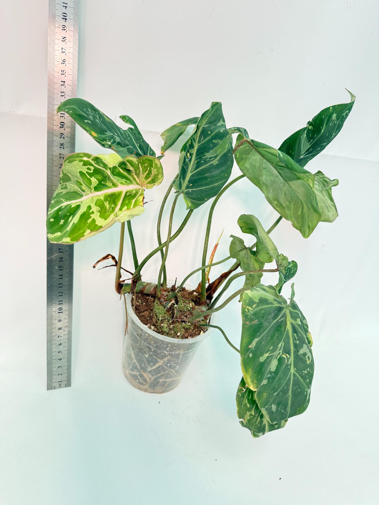 Philodendron Gloriosum Variegata 5