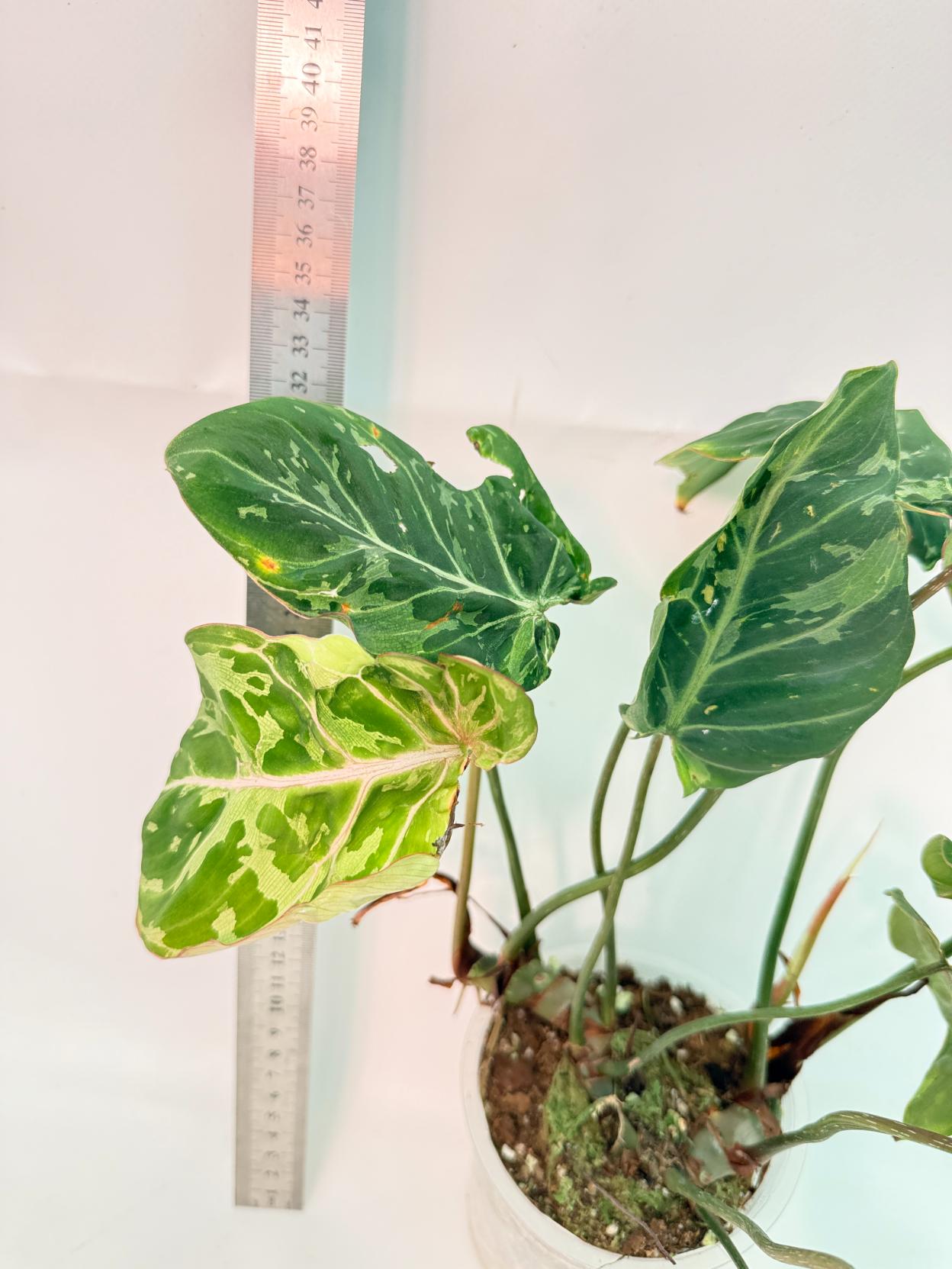 Philodendron Gloriosum Variegata 6