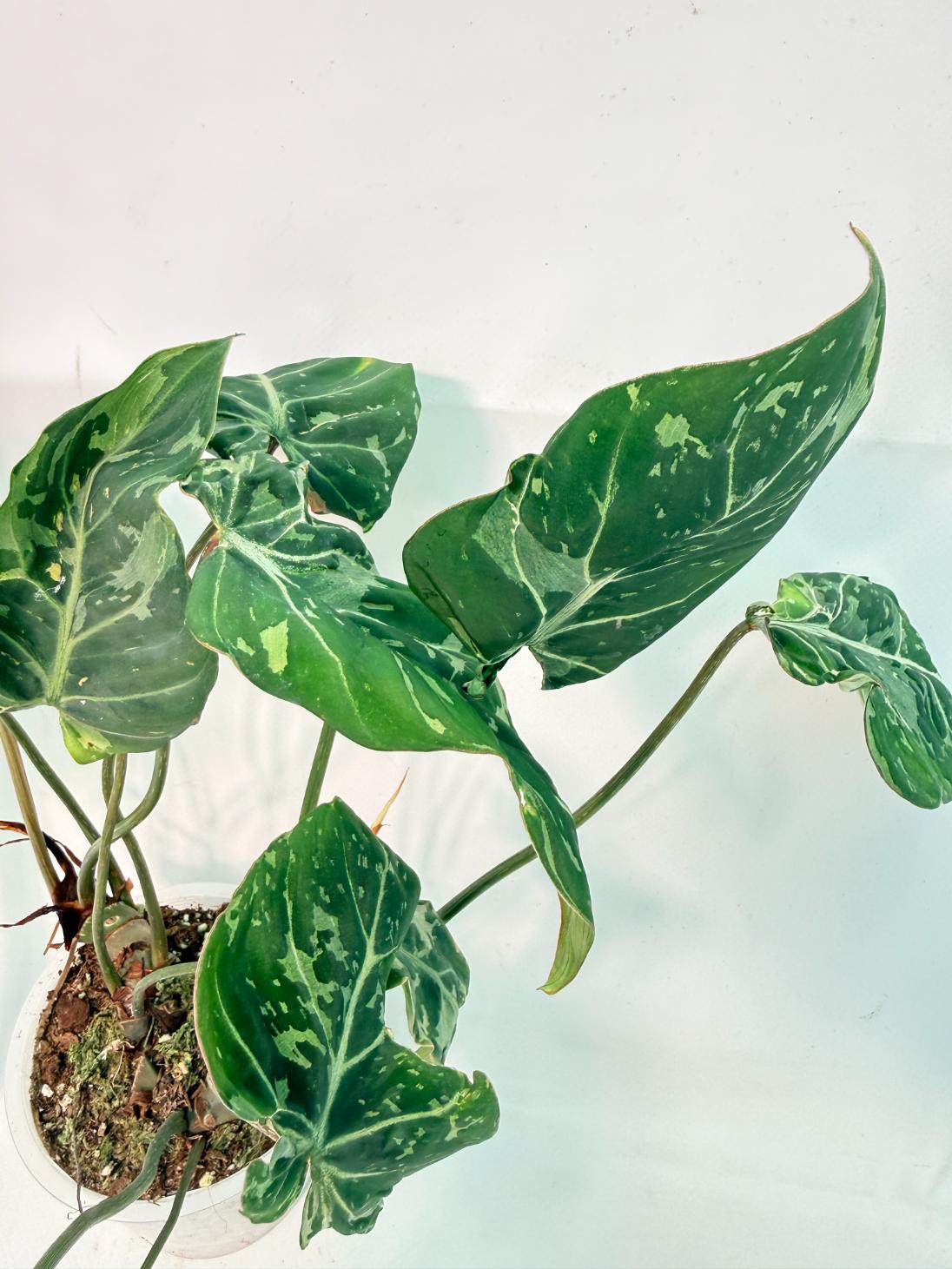 Philodendron Gloriosum Variegata 7