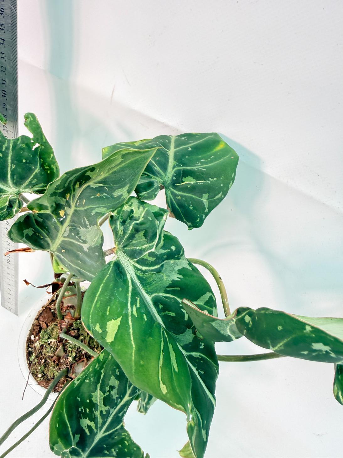 Philodendron Gloriosum Variegata 3