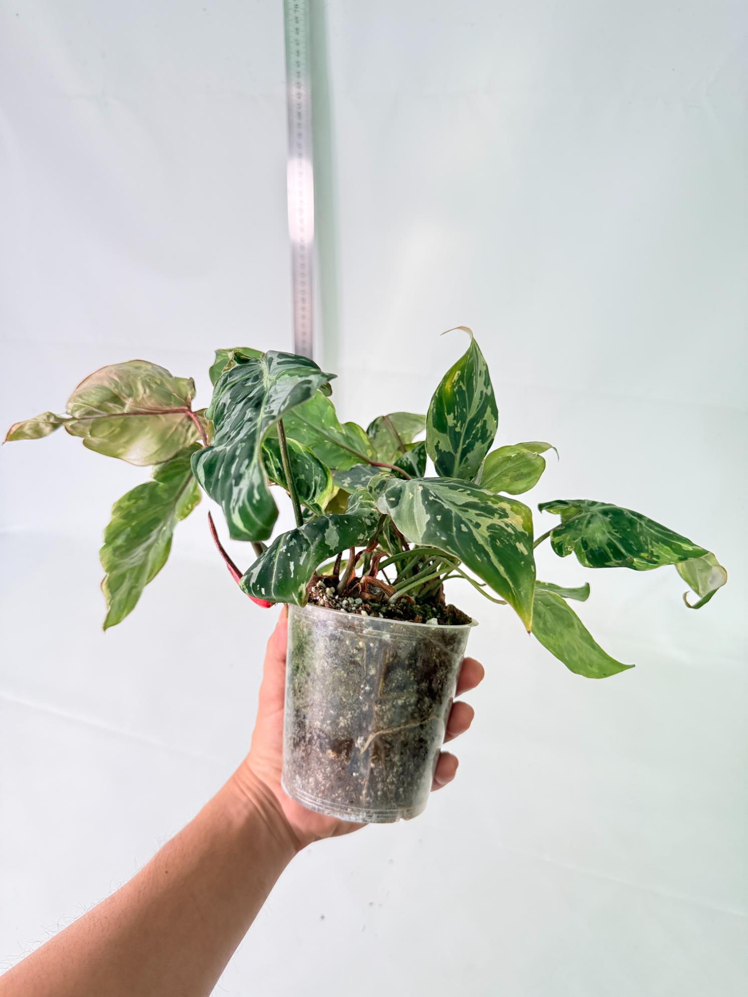Philodendron Gloriosum Variegata 3