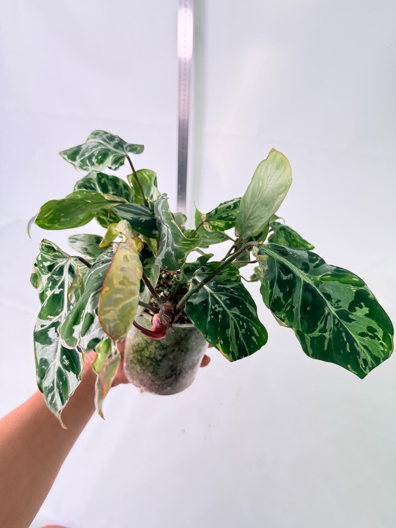 Philodendron Gloriosum Variegata 9