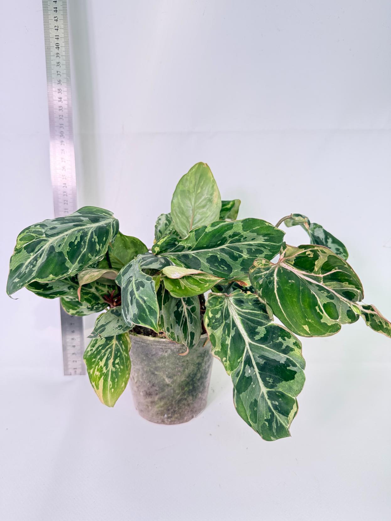 Philodendron Gloriosum Variegata 1