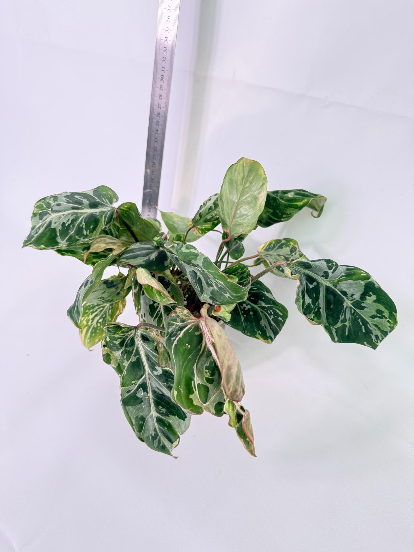 Philodendron Gloriosum Variegata 4